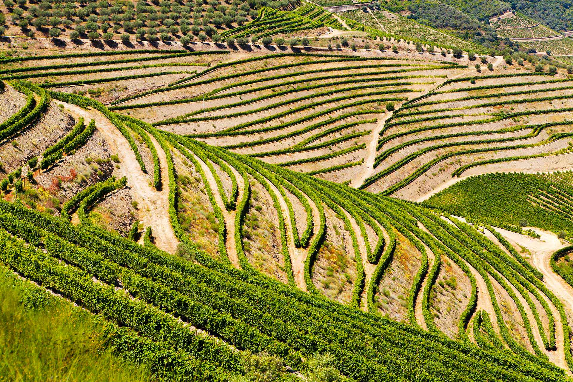 Sobre Nós - Douro Criativo Cruzeiros no Douro