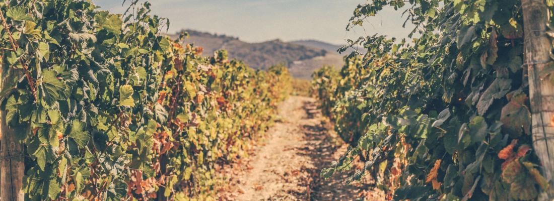 Onde posso encontrar programas para visitar o Douro?