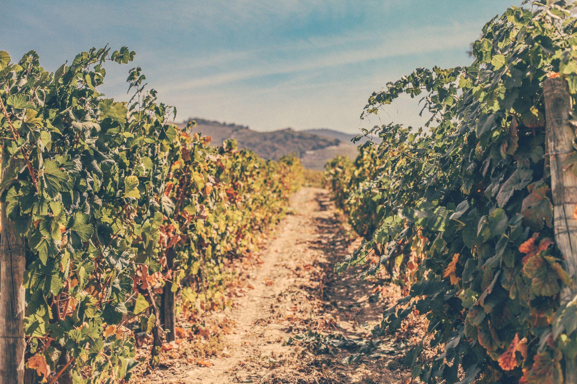 Onde posso encontrar programas para visitar o Douro?