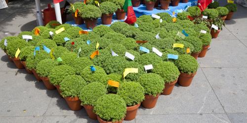 Cruzeiro de S&atilde;o Jo&atilde;o com Buffet Volante em Navio